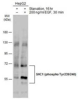 SHC1, p Tyr239, p Tyr240 Antibody, Novus Biologicals 100 &mu;g | Buy Online | Novus Biologicals | Fisher Scientific