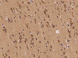 SHC2 Antibody, Novus Biologicals:Antibodies:Primary Antibodies