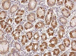 SHC2 Antibody, Novus Biologicals:Antibodies:Primary Antibodies
