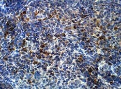 SHC3 Antibody, Novus Biologicals 100 &mu;g | Buy Online | Novus Biologicals | Fisher Scientific