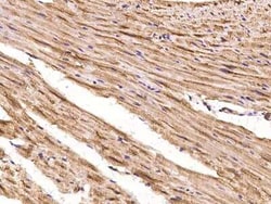 SHD Antibody, Novus Biologicals 50 &mu;g | Buy Online | Novus Biologicals | Fisher Scientific