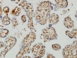 SHMT1 Antibody (4F9), Novus Biologicals 0.1 mg | Buy Online | Novus Biologicals | Fisher Scientific