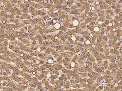 SHMT1 Antibody, Novus Biologicals:Antibodies:Primary Antibodies