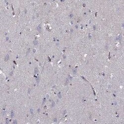 SHMT1 Rabbit anti-Human, Polyclonal, Novus Biologicals:Antibodies:Primary