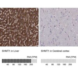 SHMT1 Rabbit anti-Human, Polyclonal, Novus Biologicals:Antibodies:Primary