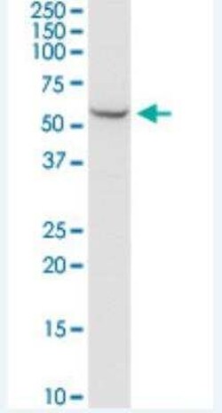 SHMT2 Antibody (5E7), Novus Biologicals 100 &mu;g | Buy Online | Novus Biologicals | Fisher Scientific