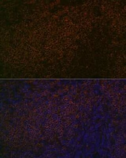 SHP-1 Rabbit anti-Human, Mouse, Rat, Clone: 7I1K3, Novus Biologicals:Antibodies:Primary