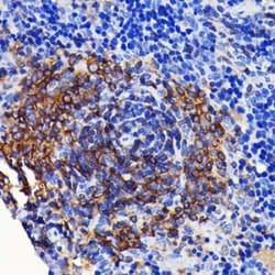 SHP-1 Rabbit anti-Human, Mouse, Rat, Clone: 7I1K3, Novus Biologicals:Antibodies:Primary