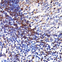 SHP-1 Rabbit anti-Human, Mouse, Rat, Clone: 7I1K3, Novus Biologicals:Antibodies:Primary