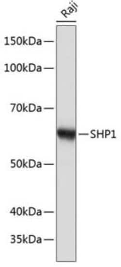 SHP-1 Rabbit anti-Human, Mouse, Rat, Clone: 7I1K3, Novus Biologicals:Antibodies:Primary