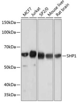 SHP-1 Rabbit anti-Human, Mouse, Rat, Clone: 7I1K3, Novus Biologicals:Antibodies:Primary