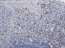 SHP-1 Antibody (S06-4C8), Novus Biologicals:Antibodies:Primary Antibodies