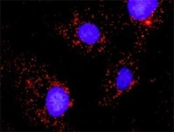 SHP-2/PTPN11 Antibody, Novus Biologicals 0.05 mg | Buy Online | Novus Biologicals | Fisher Scientific