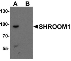 SHROOM1 Antibody - BSA Free, Novus Biologicals 0.1 mg; Unconjugated:Antibodies,
