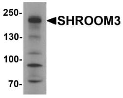 SHROOM3 Antibody - BSA Free, Novus Biologicals 0.1 mg; Unconjugated:Antibodies,