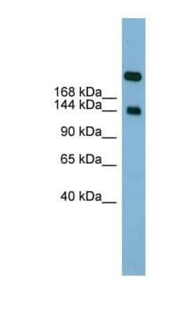 SI Sucrase-Isomaltase Antibody, Novus Biologicals 100 &mu;g; Unconjugated:Anticuerpos