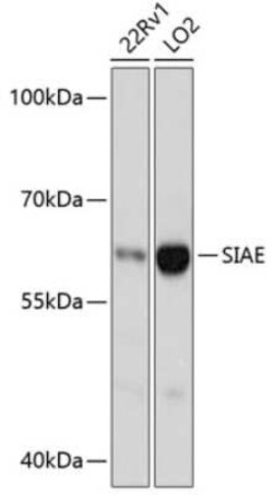 SIAE Antibody - Azide and BSA Free, Novus Biologicals:Antibodies:Primary