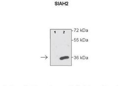 SIAH2 Rabbit anti-Human, Polyclonal, Novus Biologicals 0.1 mL; Unconjugated:Antibodies,