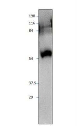 SIDT1 Antibody, Novus Biologicals 100 &mu;g | Buy Online | Novus Biologicals | Fisher Scientific