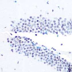 SIN3A Rabbit anti-Human, Mouse, Rat, Clone: 8V5B6, Novus Biologicals:Antibodies:Primary