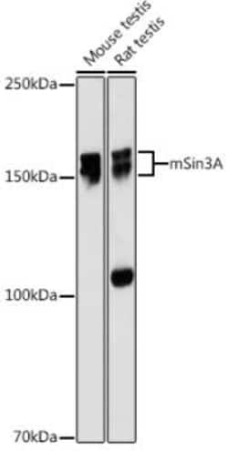 SIN3A Rabbit anti-Human, Mouse, Rat, Clone: 8V5B6, Novus Biologicals:Antibodies:Primary