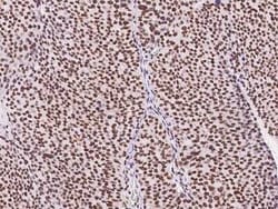 SIN3A Antibody, Novus Biologicals 100 &mu;g, Unconjugated:Antibodies, Polyclonal