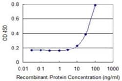SIN3B Antibody (2C11), Novus Biologicals 0.1 mg | Buy Online | Novus Biologicals | Fisher Scientific