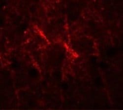 SIPA1 Antibody - BSA Free, Novus Biologicals 0.1 mg; Unconjugated:Antibodies,