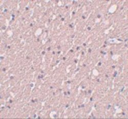 SIPA1L3 Antibody - BSA Free, Novus Biologicals 0.1 mg | Buy Online | Novus Biologicals | Fisher Scientific