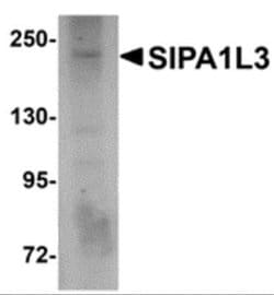 SIPA1L3 Antibody - BSA Free, Novus Biologicals 0.1 mg | Buy Online | Novus Biologicals | Fisher Scientific