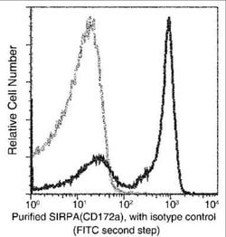 SIRP alpha/CD172a Rabbit anti-Mouse, Clone: 1, Novus Biologicals:Antibodies:Primary