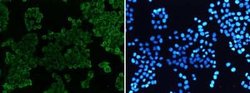SIRP alpha/CD172a Rabbit anti-Human, Clone: S08-1G4, Novus Biologicals