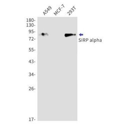 SIRP alpha/CD172a Rabbit anti-Human, Clone: S08-1G4, Novus Biologicals