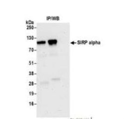 SIRP alpha/CD172a Antibody (BLR049F), Novus Biologicals 100 &mu;g | Buy Online | Bio-Techne | Fisher Scientific