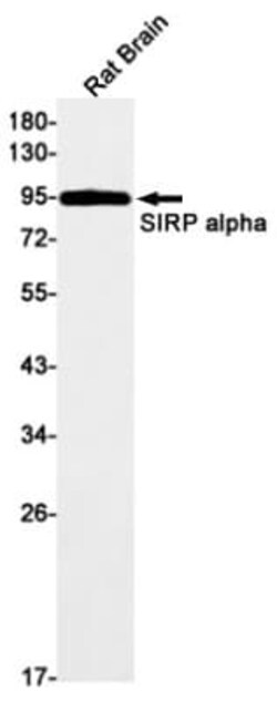 SIRP alpha/CD172a Antibody (S04-7G6), Novus Biologicals 100 &mu;g; Unconjugated:Antibodies,