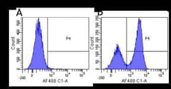 SIRP beta 1/gamma, Rabbit anti-Human, Clone: OX117, Novus Biologicals:Antibodies:Primary