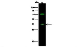 SIRP gamma/CD172g Antibody, Novus Biologicals 50 &mu;g; Unconjugated:Antibodies,