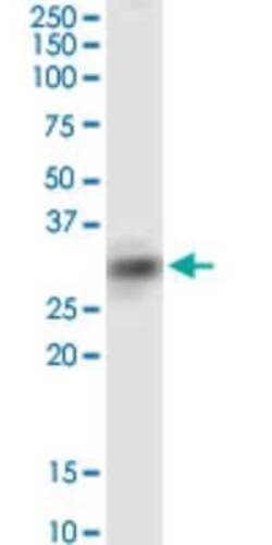 SIRT4 Antibody (1C8), Novus Biologicals 0.1 mg | Buy Online | Novus Biologicals | Fisher Scientific