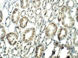 SIRT7 Antibody, Novus Biologicals 100 &mu;g | Buy Online | Bio-Techne | Fisher Scientific