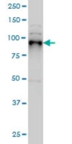 SIX4 Antibody (5E1), Novus Biologicals 0.1 mg | Buy Online | Novus Biologicals | Fisher Scientific