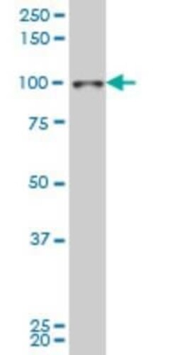 SIX4 Antibody (7E2), Novus Biologicals 0.1 mg | Buy Online | Novus Biologicals | Fisher Scientific