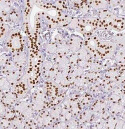 SIX1 Antibody (CL0185), Novus Biologicals 25 &mu;L | Buy Online | Novus Biologicals | Fisher Scientific