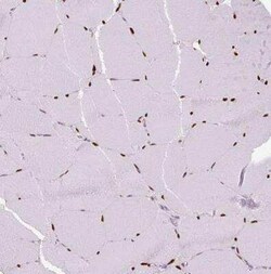 SIX1 Antibody (CL0185), Novus Biologicals 25 &mu;L | Buy Online | Novus Biologicals | Fisher Scientific