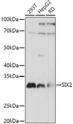 SIX2 Antibody - Azide and BSA Free, Novus Biologicals 0.1 mL; Unconjugated:Antibodies,