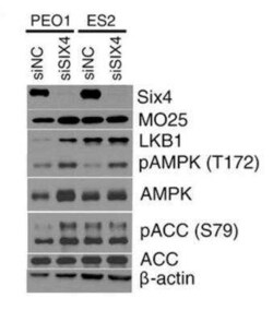 SIX4 Antibody (7E2), Novus Biologicals 0.1 mg | Buy Online | Novus Biologicals | Fisher Scientific