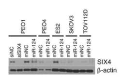 SIX4 Antibody (7E2), Novus Biologicals 0.1 mg | Buy Online | Novus Biologicals | Fisher Scientific