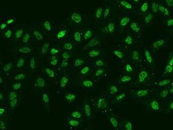 SIX4 Antibody, Novus Biologicals 50 &mu;g, Unconjugated:Antibodies, Polyclonal