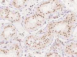 SKAP Antibody, Novus Biologicals:Antibodies:Primary Antibodies