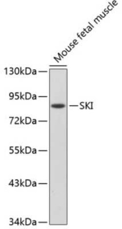 SKI Antibody - Azide and BSA Free, Novus Biologicals 0.1 mL; Unconjugated:Antibodies,