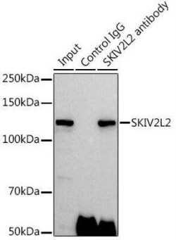 SKIV2L2 Antibody - BSA Free, Novus Biologicals:Antibodies:Primary Antibodies